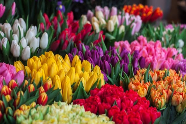 Futures als Absicherung bei Tulpengeschäften