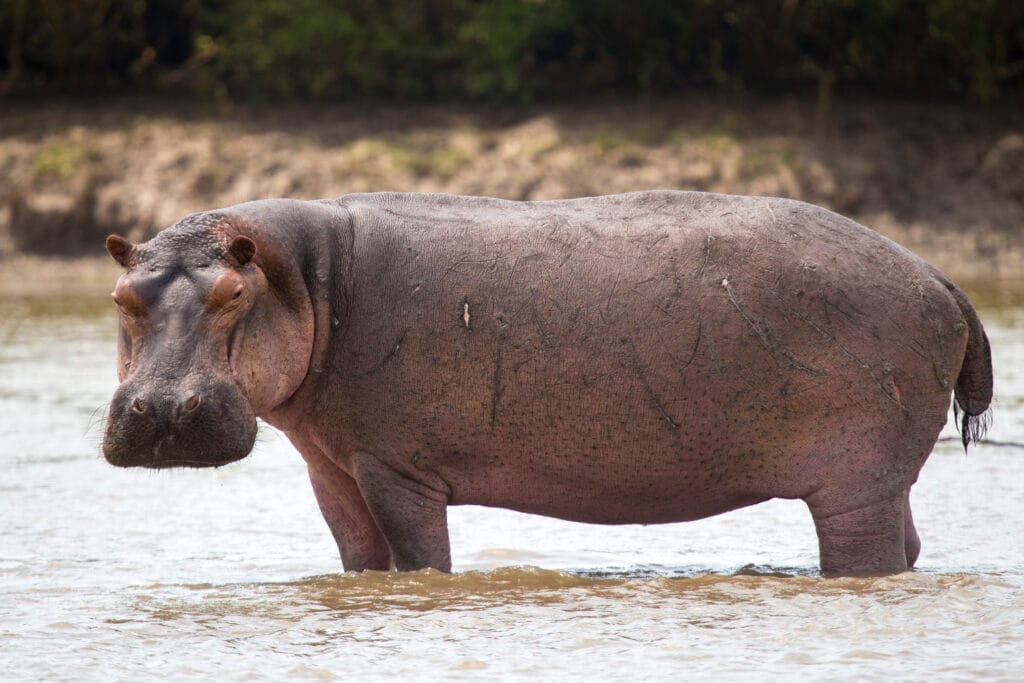 ein hippo